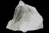 Bargain, Flexicalymene Trilobite - Mt Orab, Ohio #85625-1